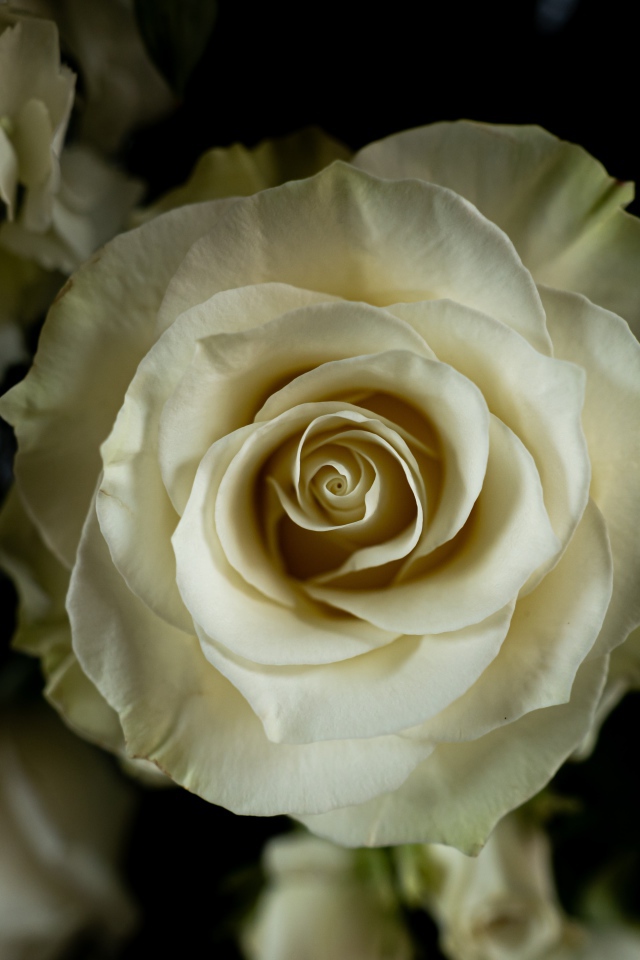 Белая роза с цветами  гортензии на черном фоне