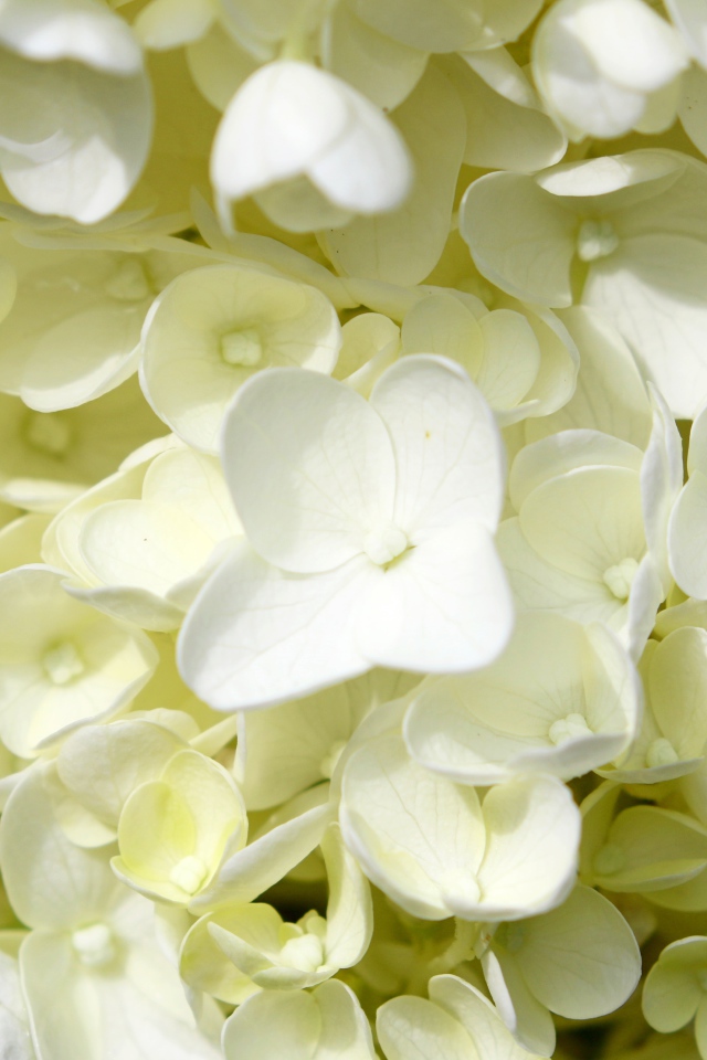 Белые мелкие цветы гортензии крупным планом