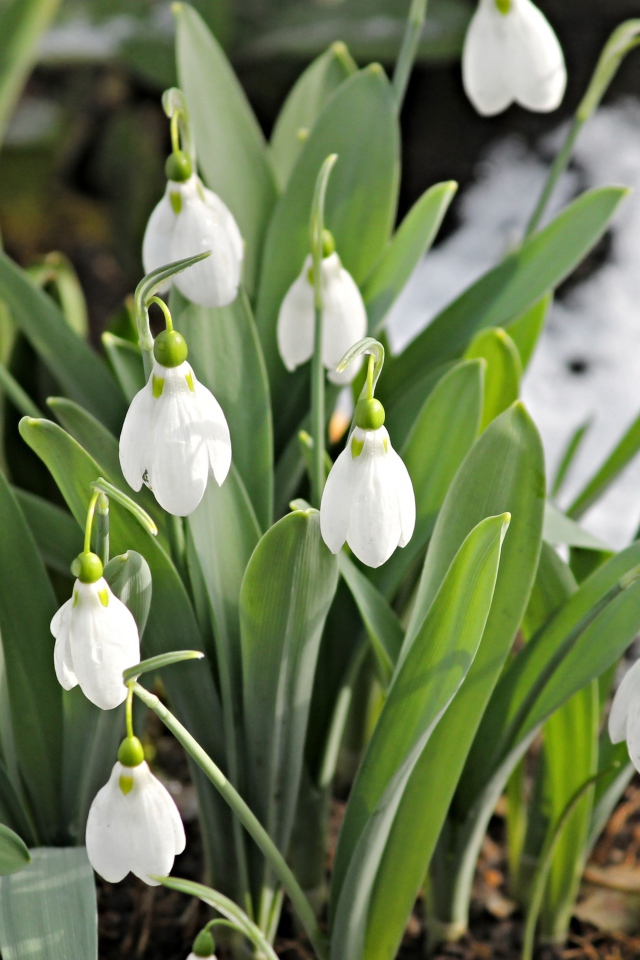 Белые подснежники с зелеными листьями на земле