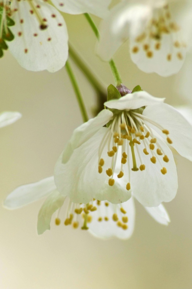 Белые весенние цветы вишни с зелеными листьями 