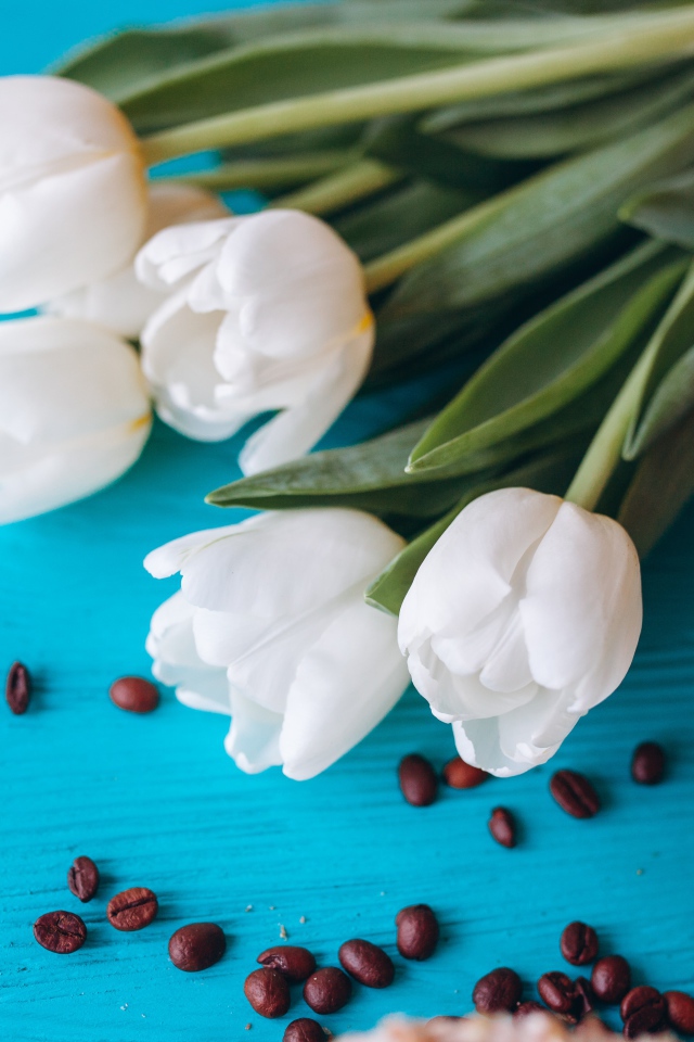Белые тюльпаны на голубом столе с кофейными зернами
