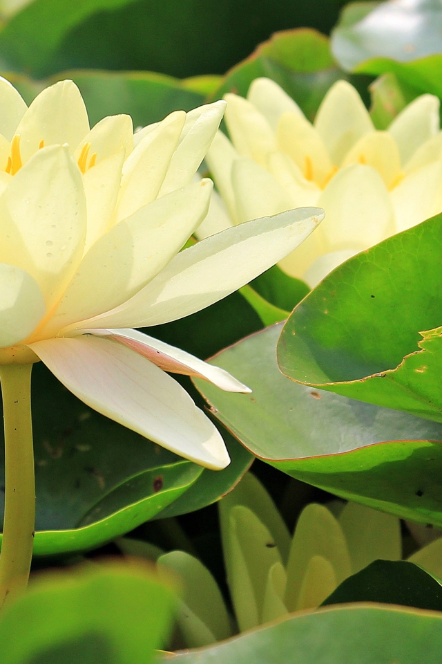 Белые цветы водяной лилии в зеленых листьях