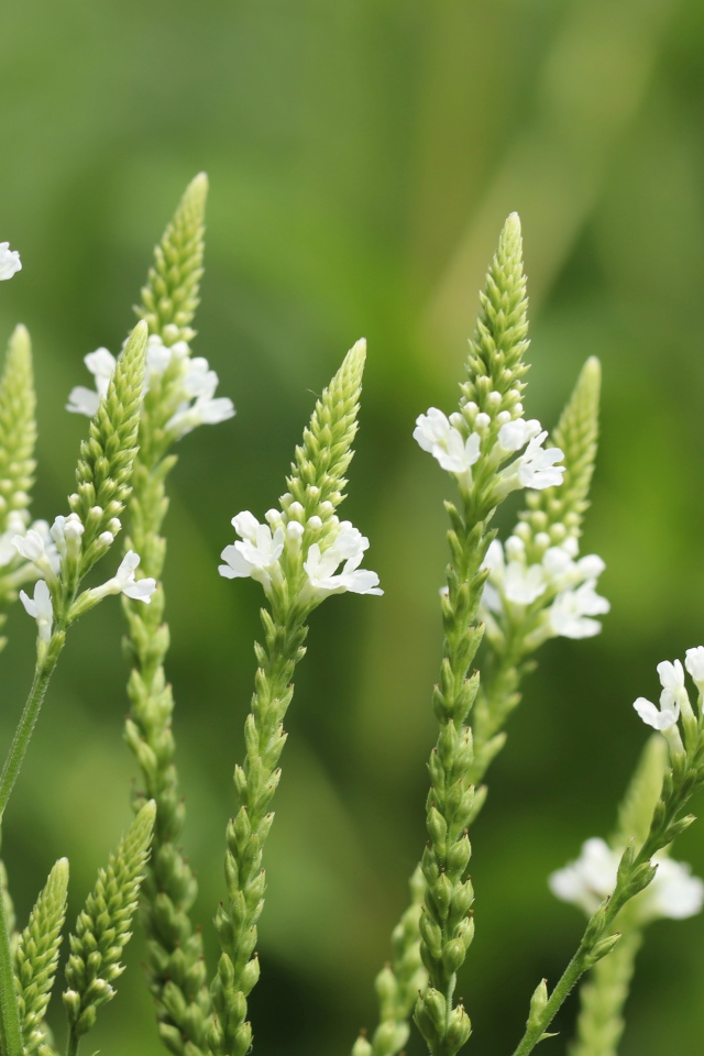 Белые полевые цветы на зеленом фоне