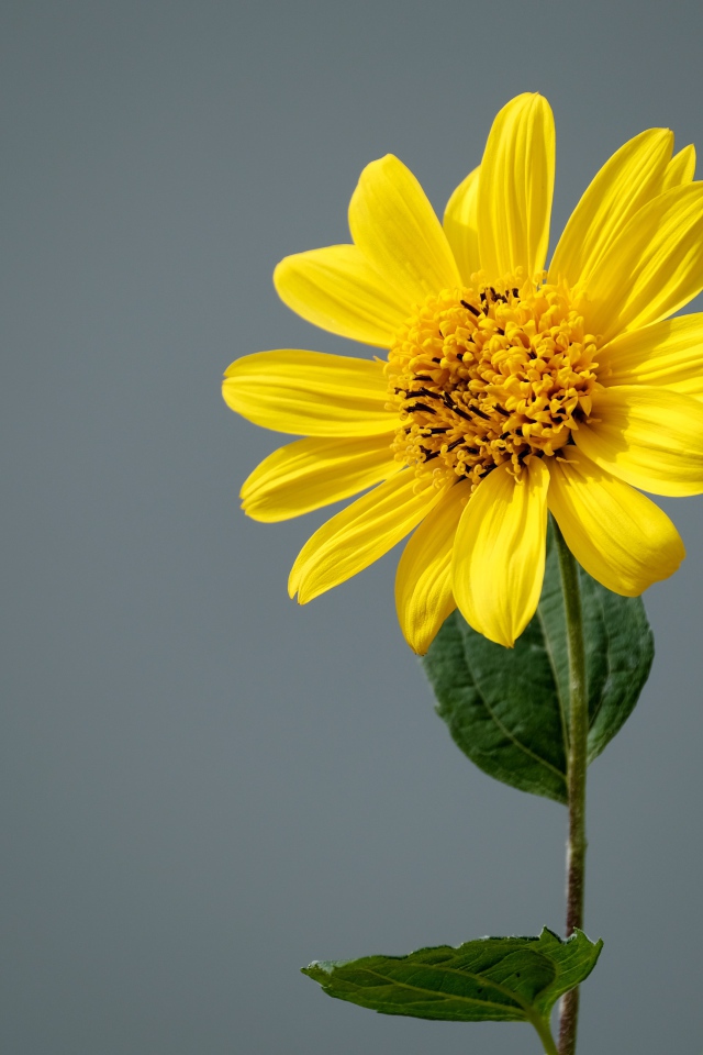 Желтый цветок топинамбура на сером фоне