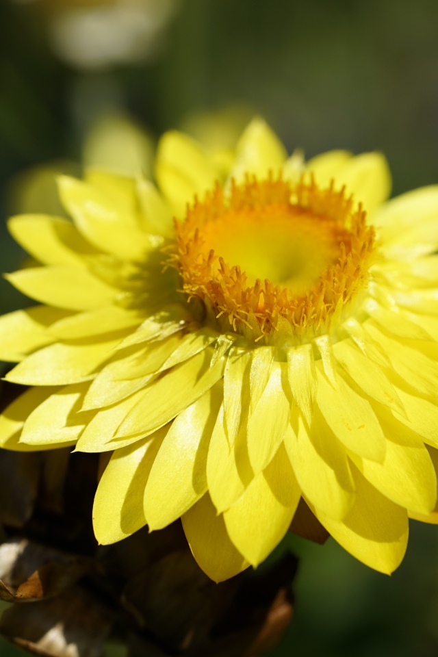 Желтый Xerochrysum крупным планом