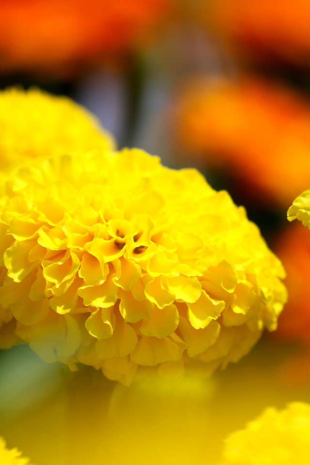 Желтые красивые бархатцы