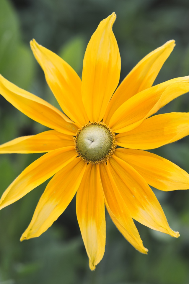 Желтый красивый цветок рудбекия  крупным планом 