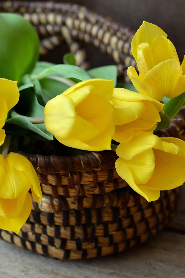 Желтые яркие цветы тюльпана в корзине