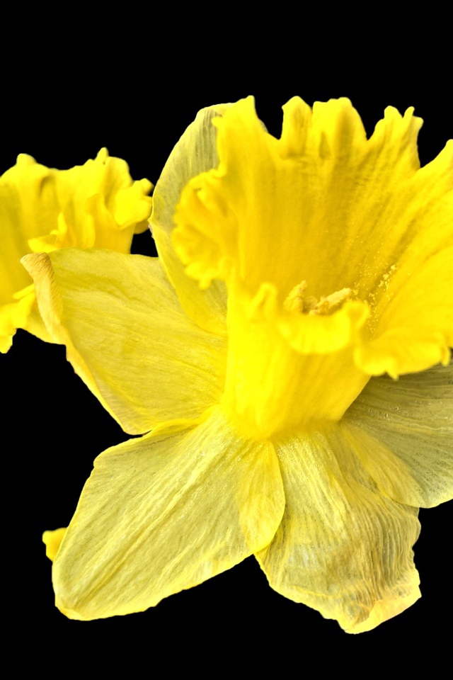 Желтый цветок нарцисса на черном фоне крупным планом