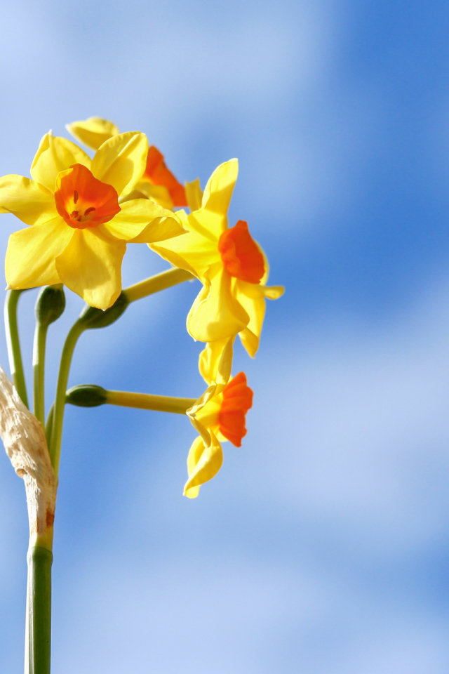 Желтые нарциссы на фоне голубого неба 