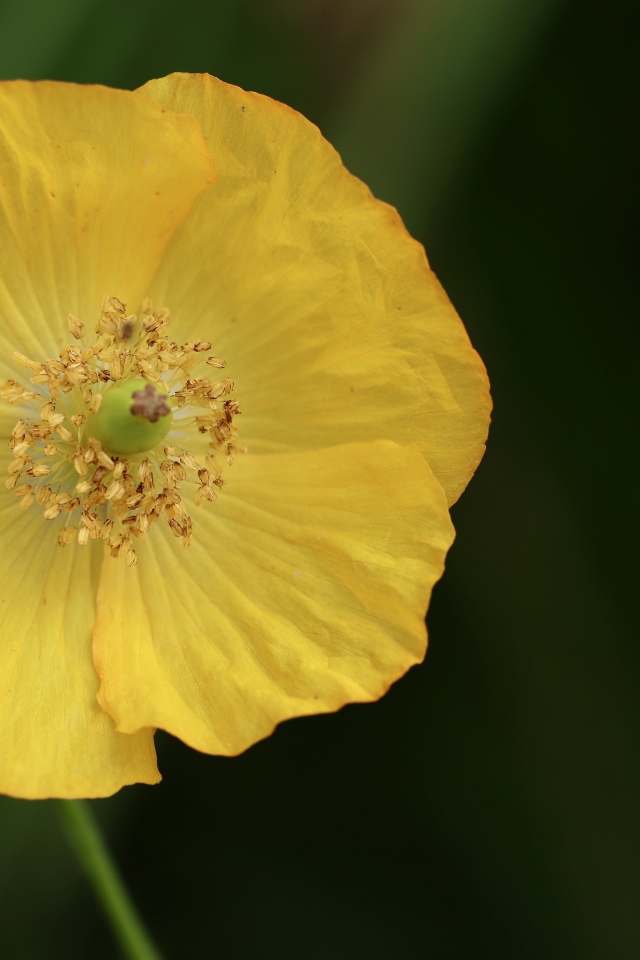 Желтый полевой мак крупным планом 