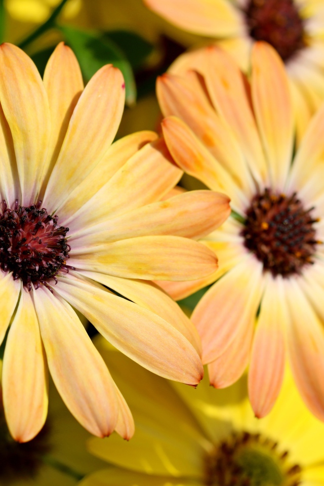 Желтые цветы  Остеоспермум крупным планом 