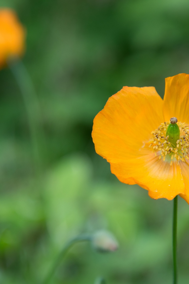 Желтые цветы эшшольция крупным планом