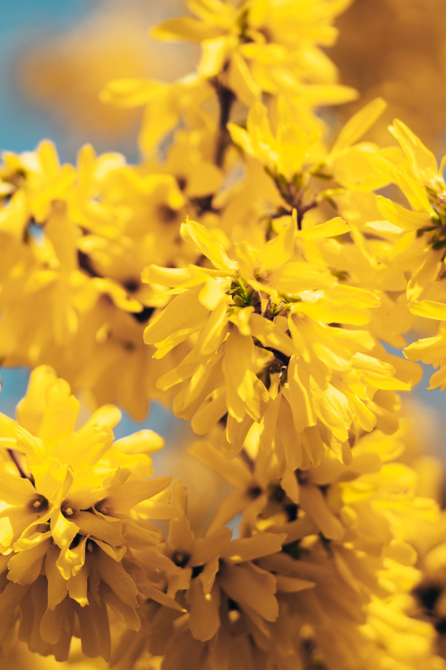 Желтые цветы Форзиция крупным планом 