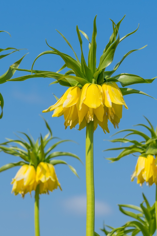 Желтые цветы рябчики на фоне голубого неба