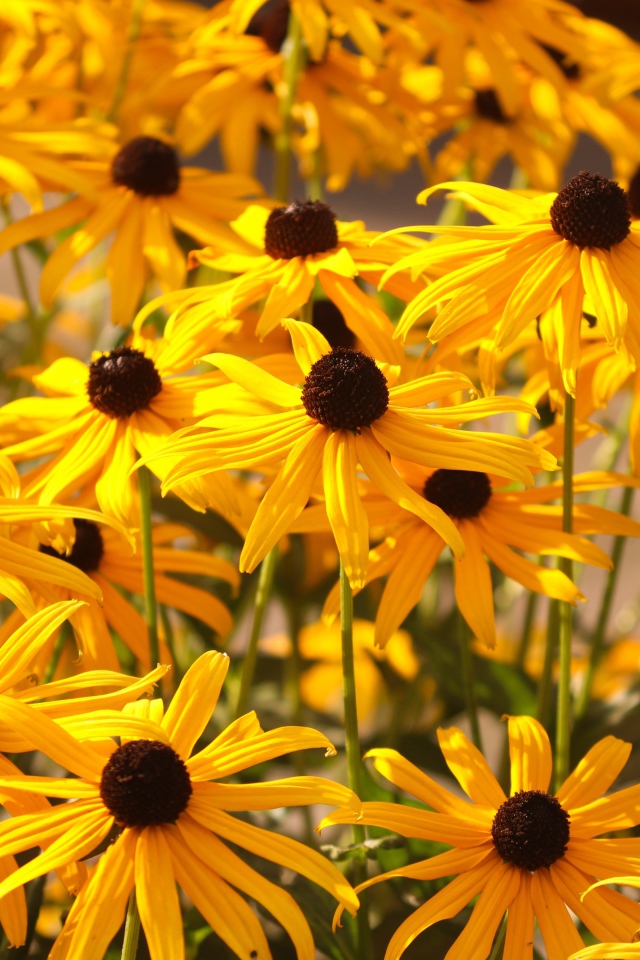 Желтые цветы рудбекия на клумбе 