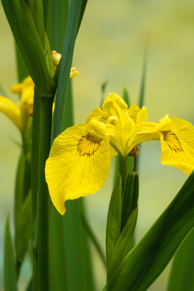 Желтые цветы ириса в зеленых листьях