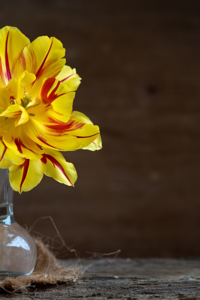 Желтый пышный цветок тюльпана в стеклянной вазе