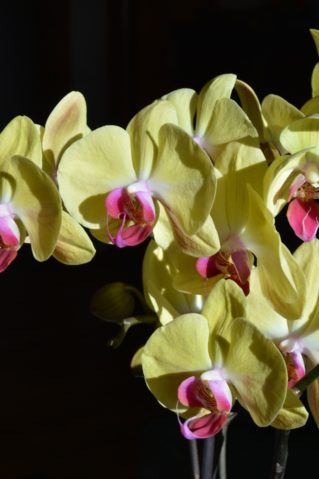 Желтые орхидеи с розовой серединкой на черном фоне