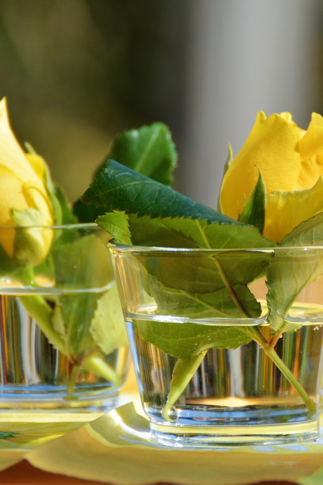 Желтые цветы розы в стеклянных стаканах