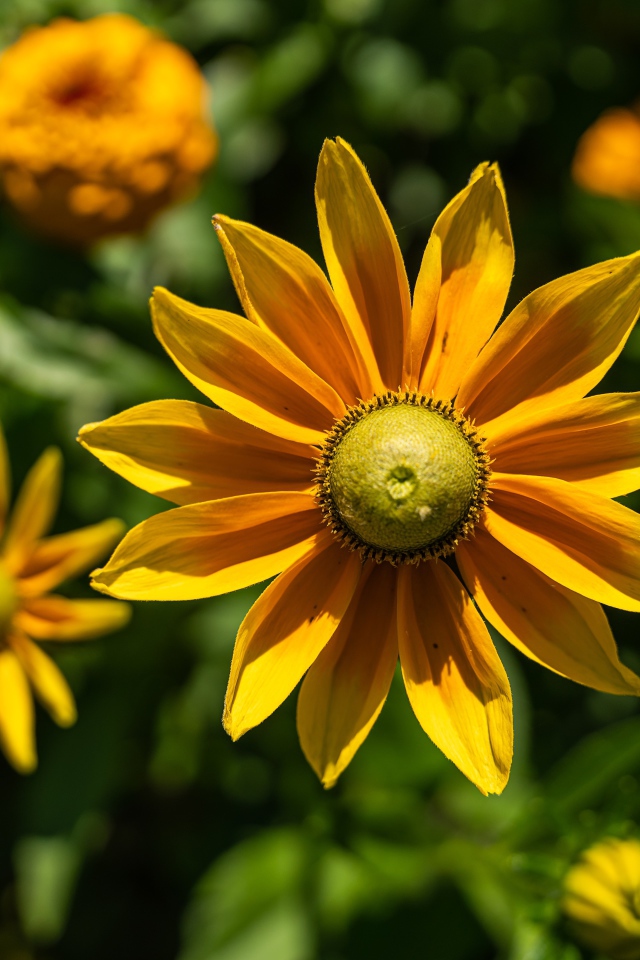 Желтый цветок рудбекия с бутонами крупным планом 