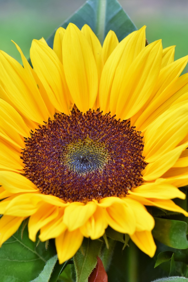 Желтый цветок подсолнуха в зеленых листьях крупным планом