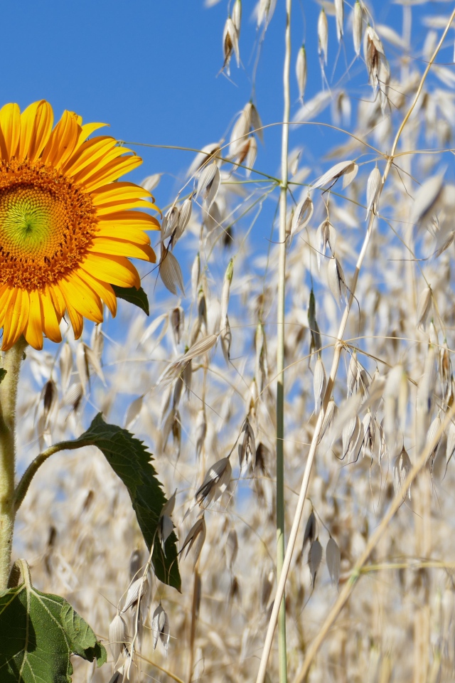Желтый подсолнух на поле с колосьями 