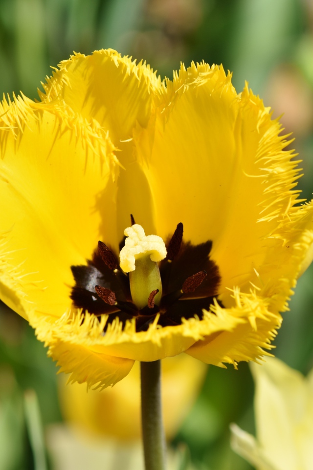 Желтый тюльпан в лучах солнца