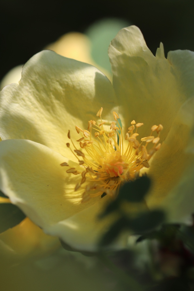 Желтые цветы дикой розы крупным планом