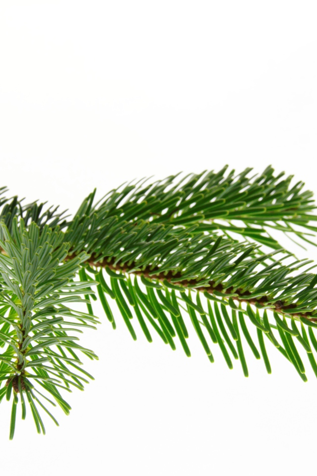 Зеленая ветка ели на белом фоне 