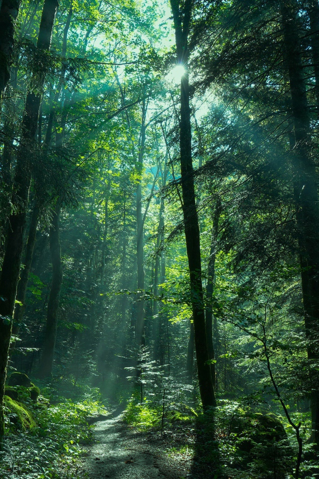 Солнце пробивается сквозь густые деревья 