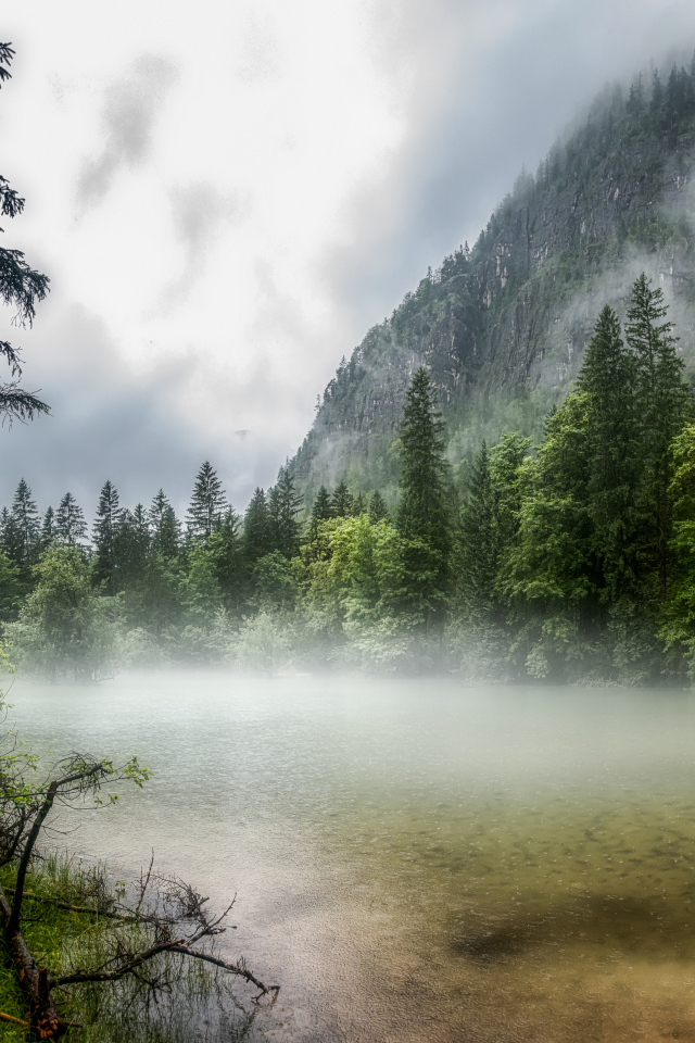 Покрытый густым туманом лес у горы 