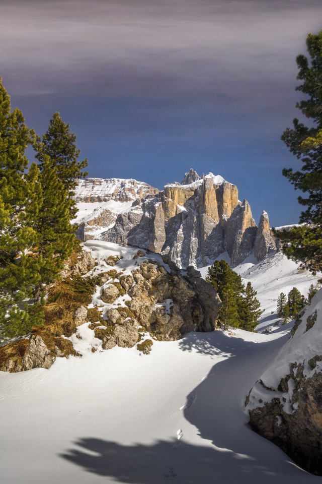 Ели на заснеженной вершине горы