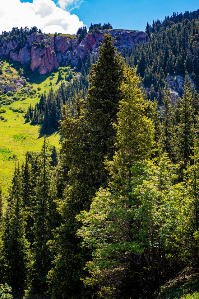 Густой лес на склонах горы в лучах солнца
