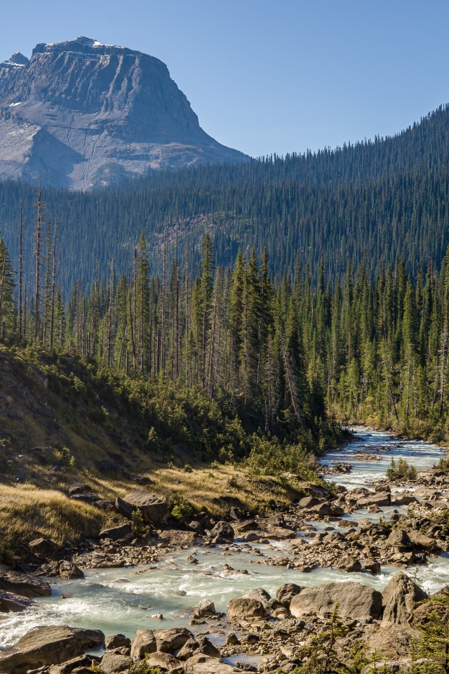 Гора покрыта хвойным лесом у реки 
