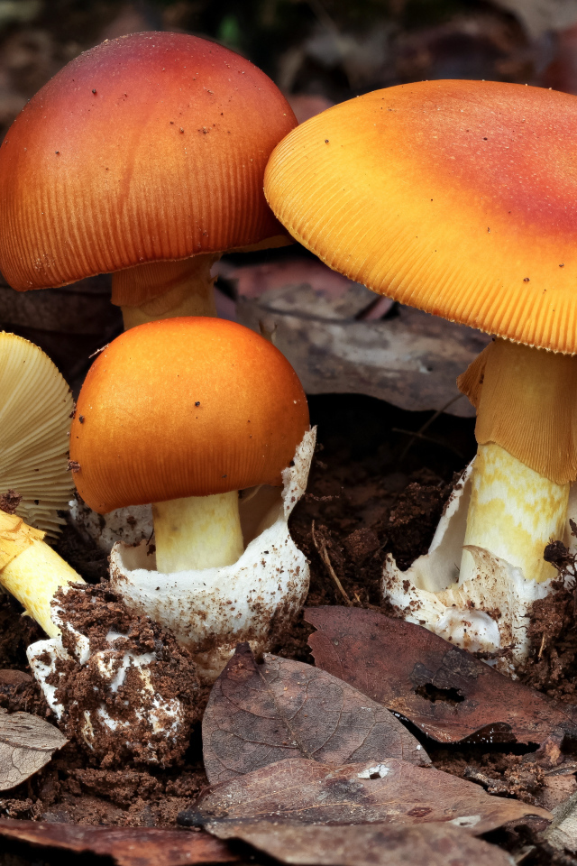 Осенние грибы растут в опавшей листве