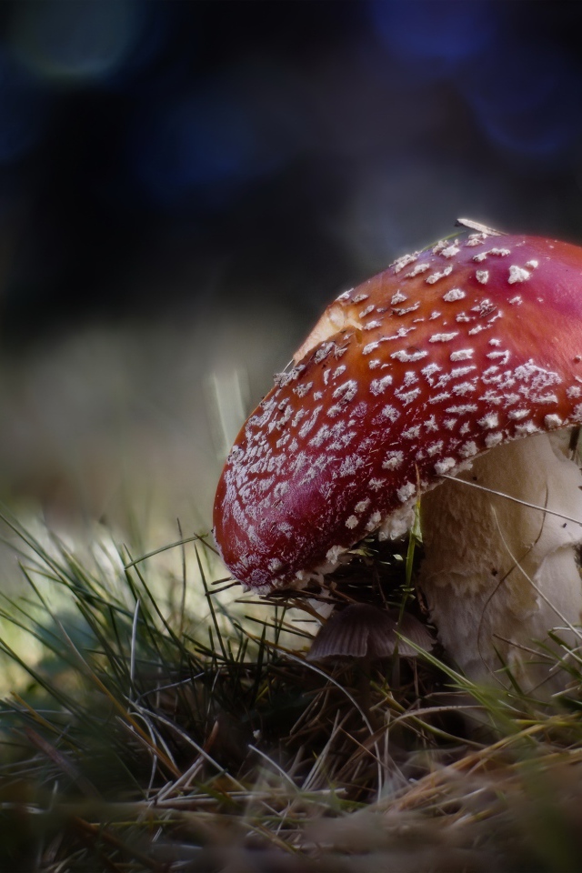 Большой красный мухомор растет на траве