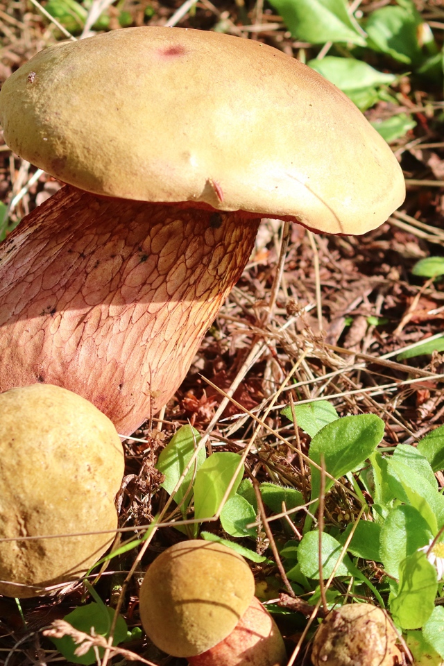 Большой белый гриб на траве в лесу