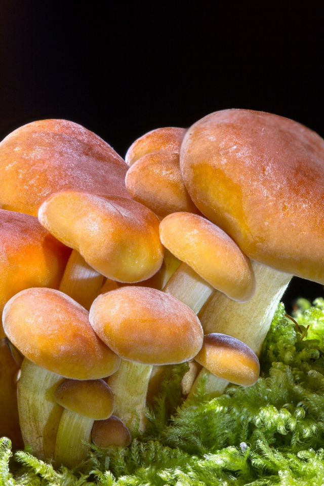 Грибы маслята на покрытой зеленым мхом земле 