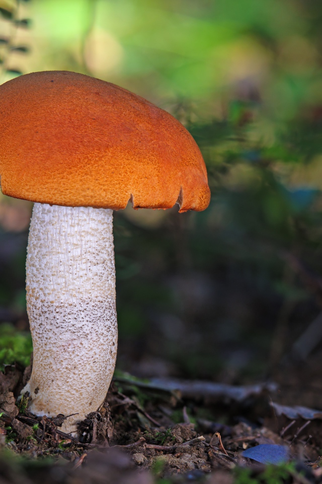 Подосиновик на земле в лесу