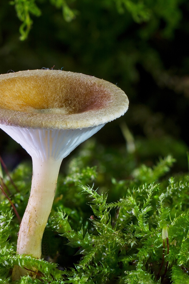 Лесной гриб на покрытой мхом земле 