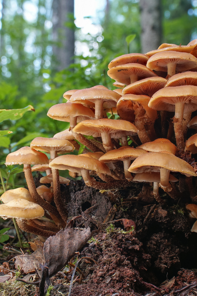 Грибы опята на трухлявом пне