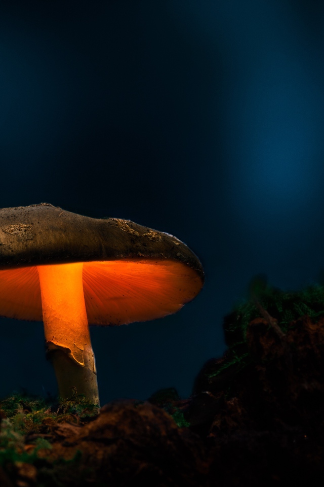 Большой лесной гриб с подсветкой в лесу 