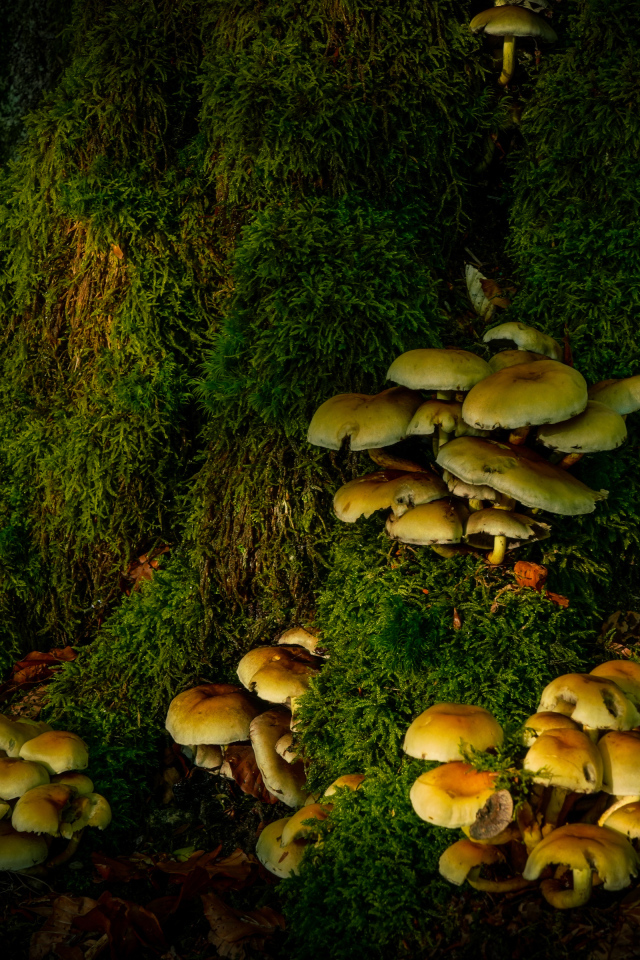 Many mushrooms on a tree covered with moss