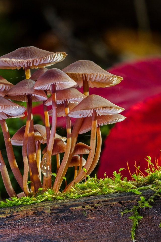 Many small false toadstool mushrooms on a moss-covered tree