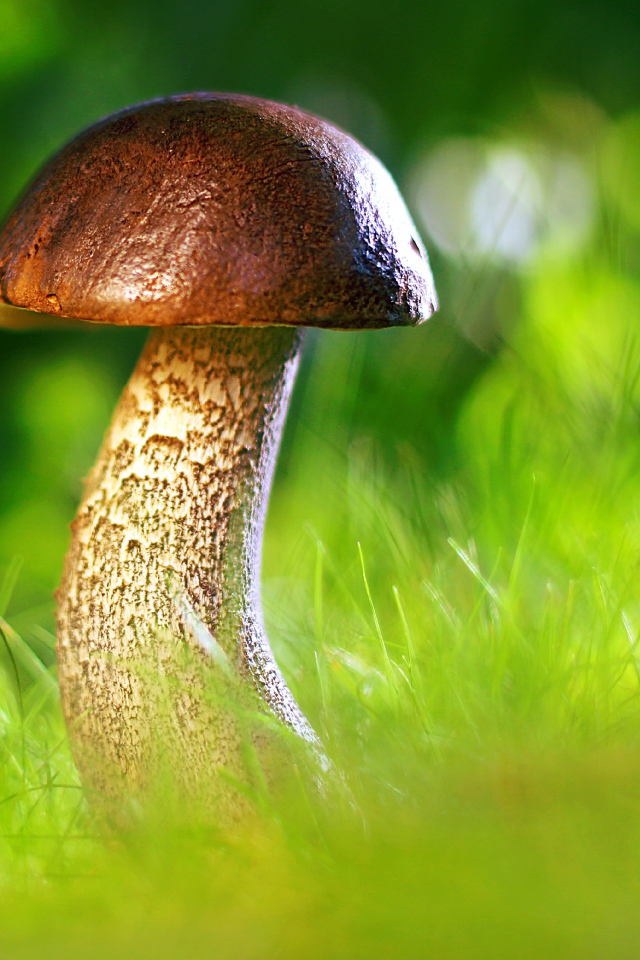 Гриб растет в зеленой траве в лесу