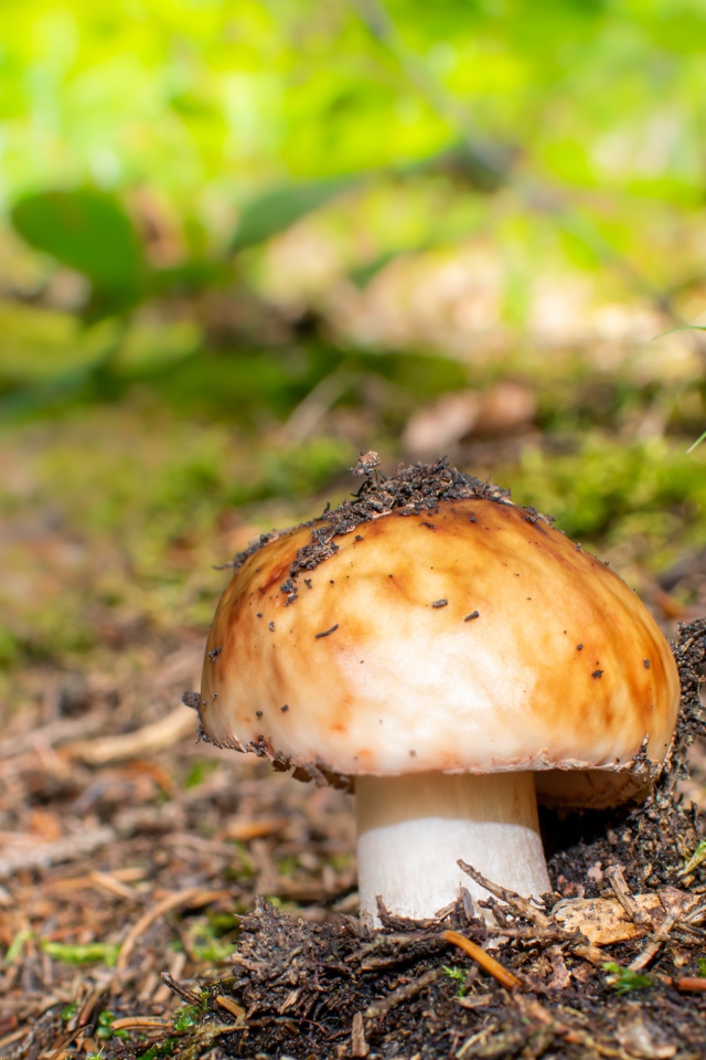 Гриб в земле в лесу