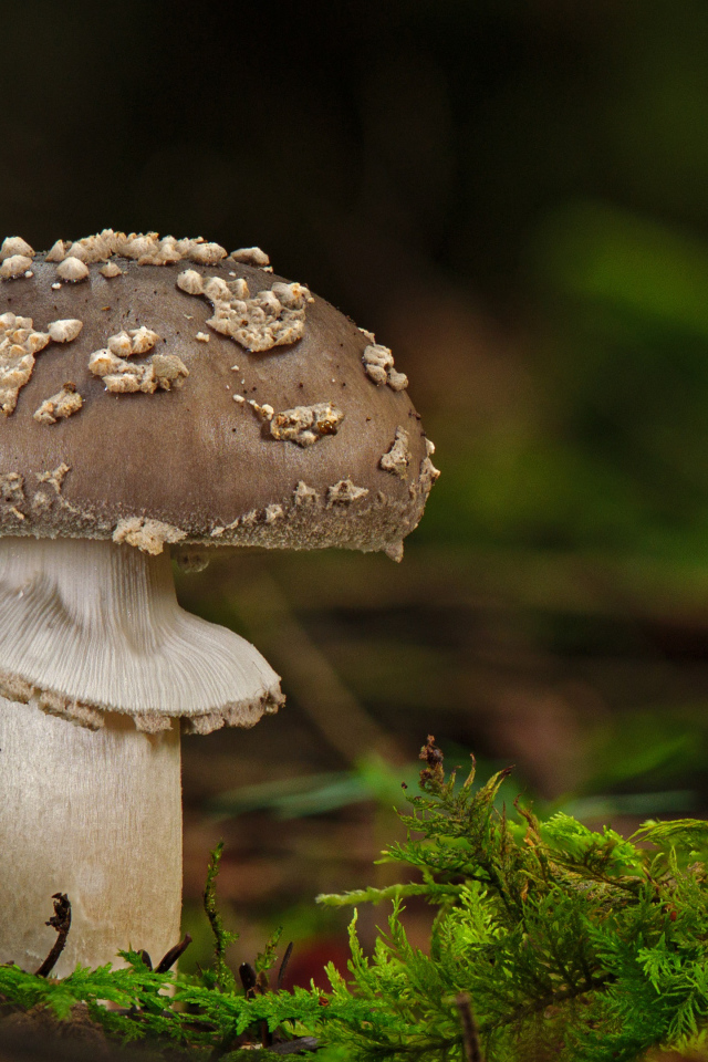 Гриб с зеленым мхом в лесу