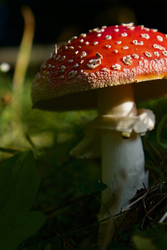 Red forest fly agaric in green grass
