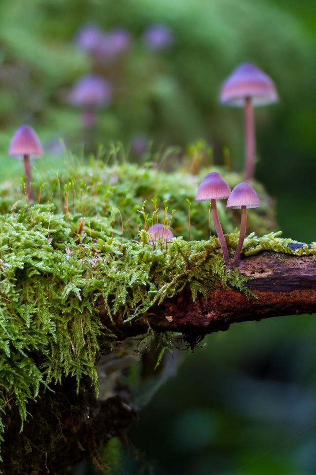Маленькие ядовитые грибы поганки на покрытом мхом дереве
